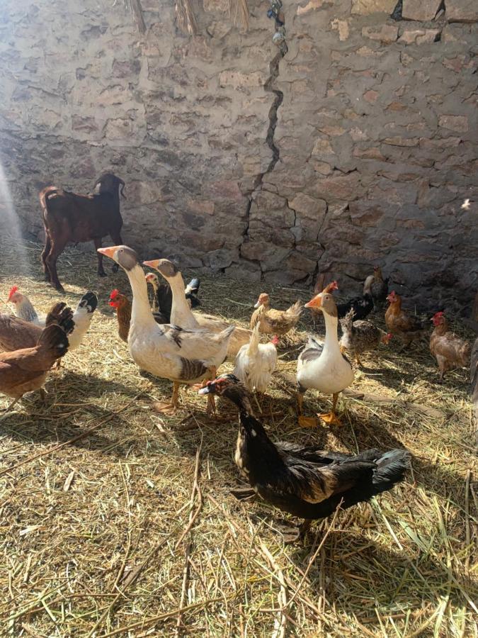 Nubian Farm Aswan Villa Luaran gambar